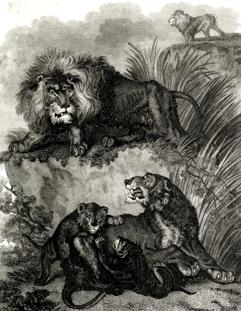 Illustration for article titled How Europeans Imagined Exotic Animals Centuries Ago, Based on Hearsay